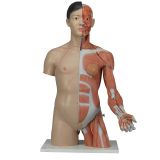 human torso model life size torso model anatomical teaching 